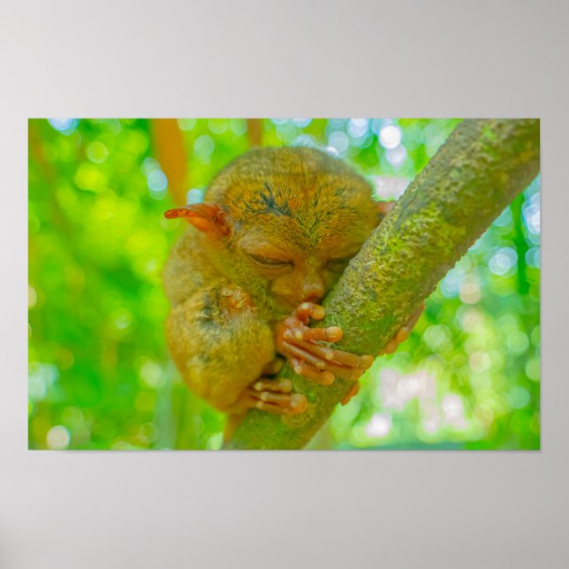 Affiche Le sommeil tranquille d'un tarsier à Bohol (Devant)