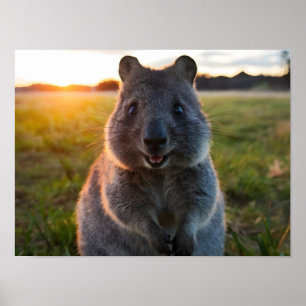 Affiche Le sourire au coucher du soleil de Quokka