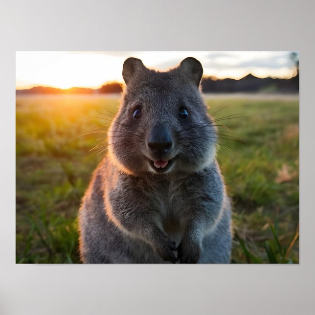 Affiche Le sourire au coucher du soleil de Quokka (Devant)