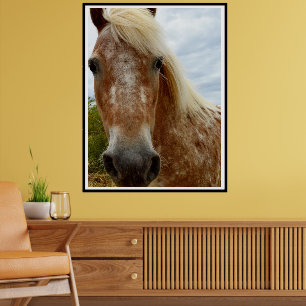 Affiche "Le sucre : la grâce de l'Appaloosa"