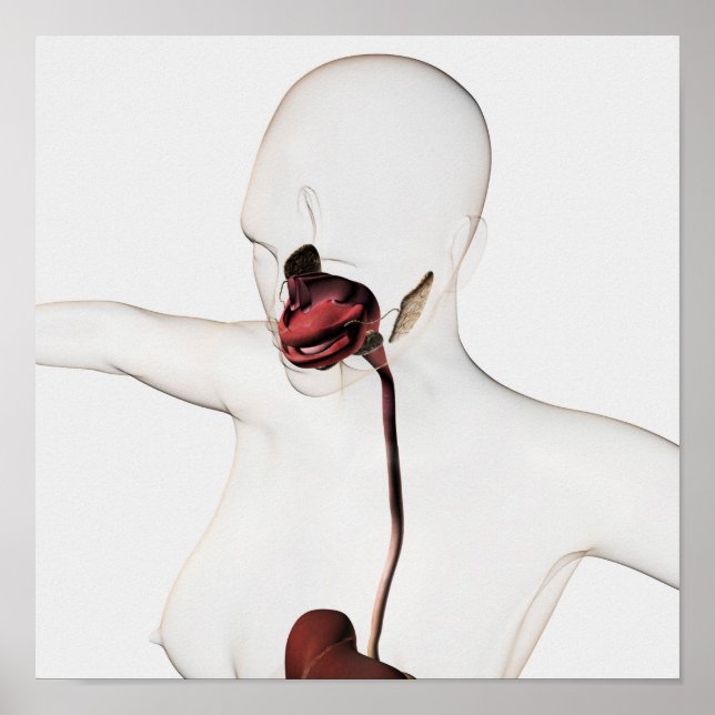 Affiche Le système digestif humain 3 (Devant)