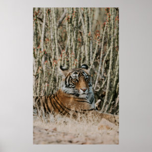 AFFICHE LE TIGER DANS LA SAUVAGE REPOSANT