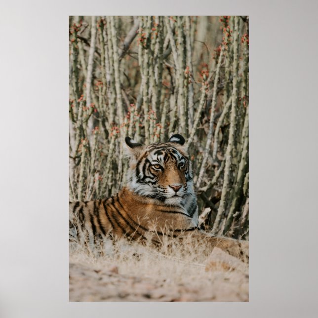 AFFICHE LE TIGER DANS LA SAUVAGE REPOSANT (Devant)