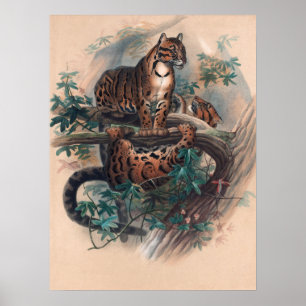 Affiche Le tigre nuageux par Joseph Wolf