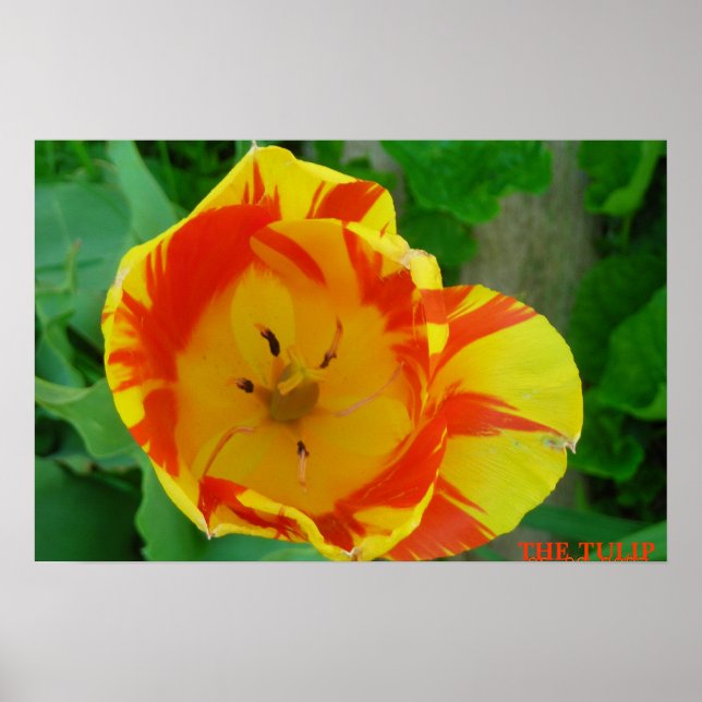 AFFICHE LE TULIP (Devant)