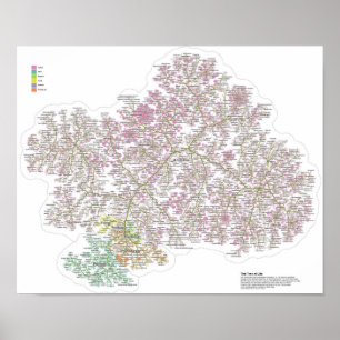 Affiche Le Véritable Arbre De Vie