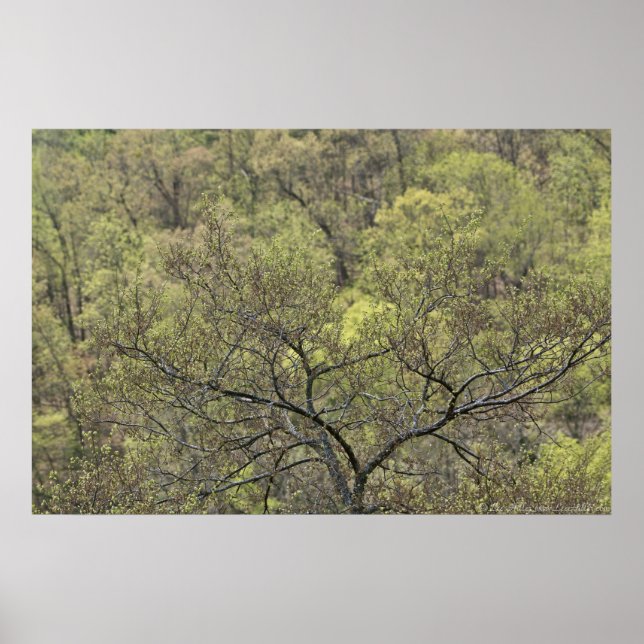 Affiche Le vert du printemps dans l'affiche de la forêt év (Devant)
