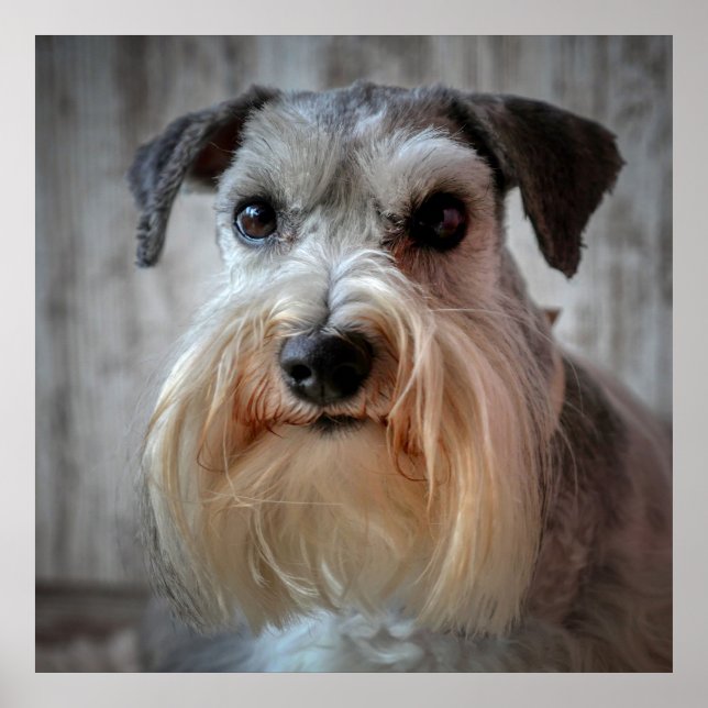 Affiche Le visage de Schnauzer Dog (Devant)
