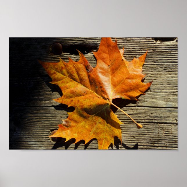 Affiche Leaf automne (Devant)