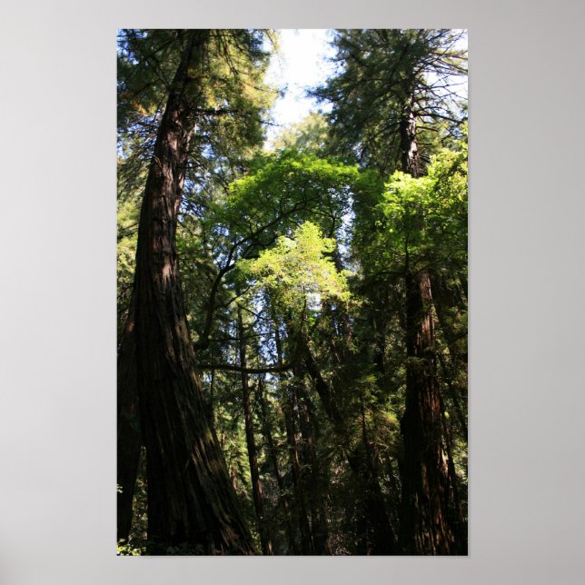 Affiche "Leaning Giants", Muir Woods (Devant)