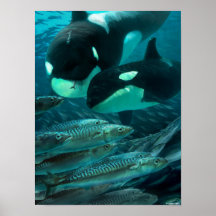 Learning to hunt macman