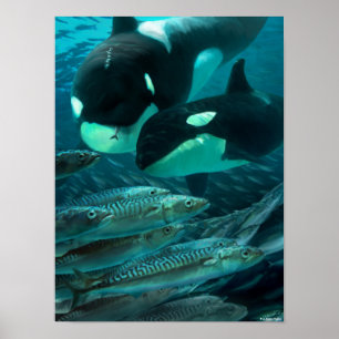 Affiche Learning to hunt macman