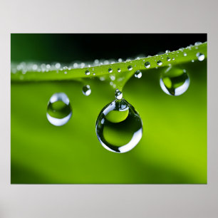 Affiche L'eau chute sur les feuille