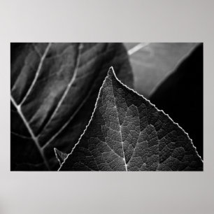 Affiche leaves
