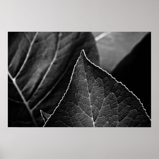 Affiche leaves (Devant)