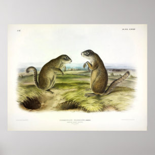Affiche L'écureuil marmotte ou l'écureuil terrestre de Fra