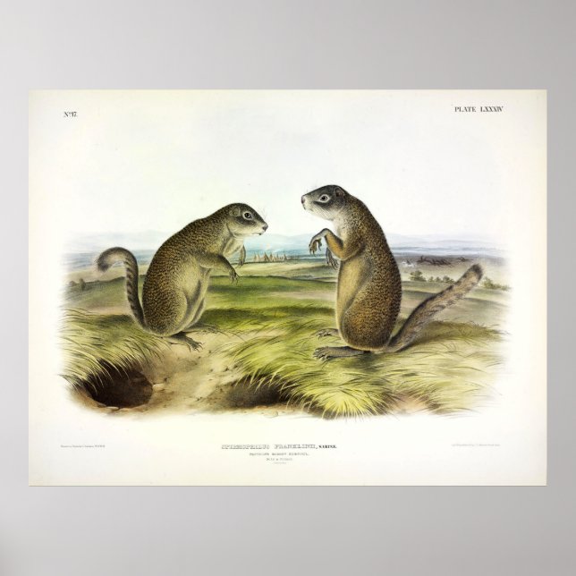 Affiche L'écureuil marmotte ou l'écureuil terrestre de Fra (Devant)