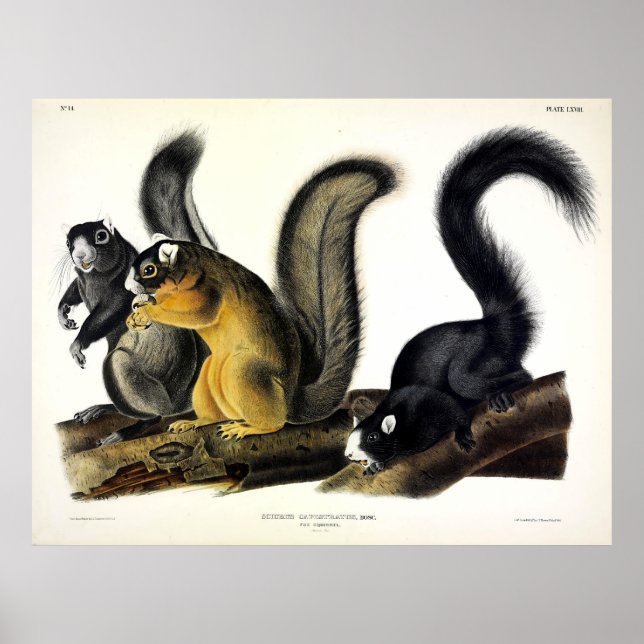 Affiche L'écureuil renard de Bryant par John James par Aud (Devant)