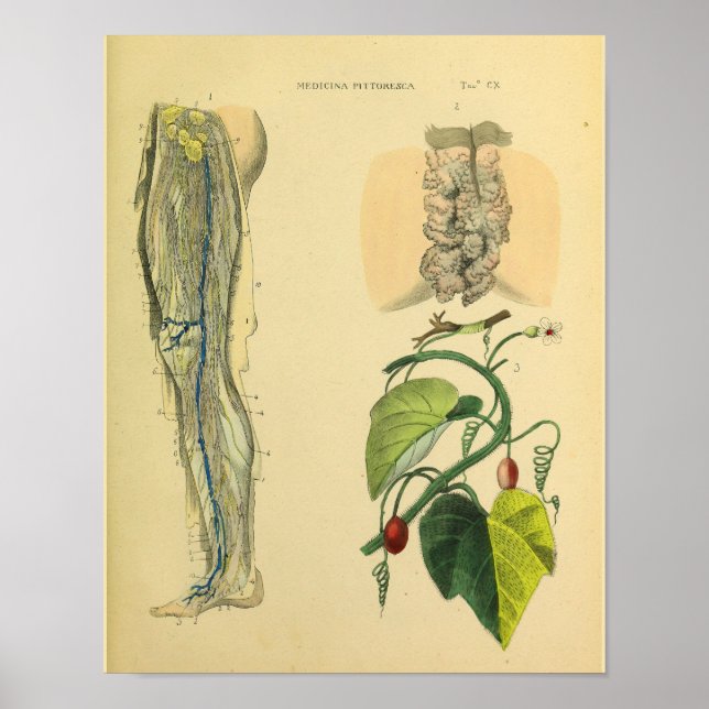 Affiche Leg Lymphatics Veines Anatomie Vinatge Art Imprime (Devant)