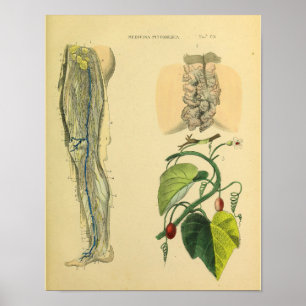 Affiche Leg Lymphatics Veins Anatomy Vinatge Art Print
