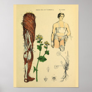 Affiche Leg Nerves Muscles Anatomie Médicale Art Imprimer