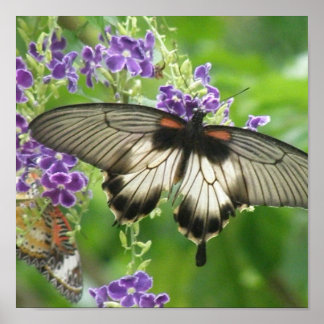 Affiche Légende des papillons