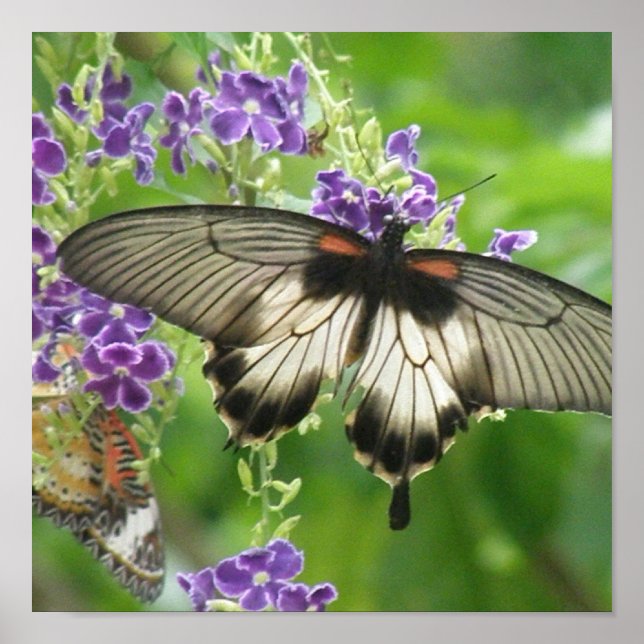 Affiche Légende des papillons (Devant)