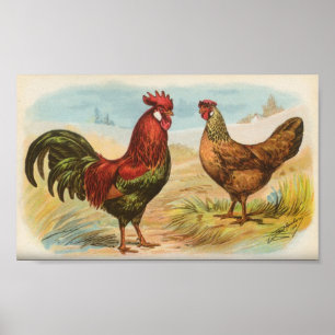 Affiche Leghorns