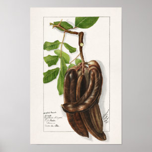Affiche Legume (Ceratonia Siliqua L.) Peinture de fruits
