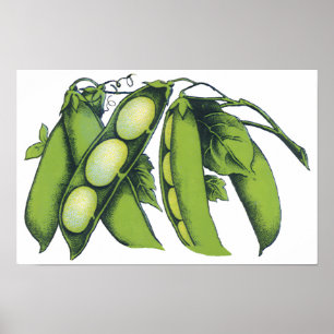 Affiche Légumes Anciens; Haricots de Lima, Aliments de Fer