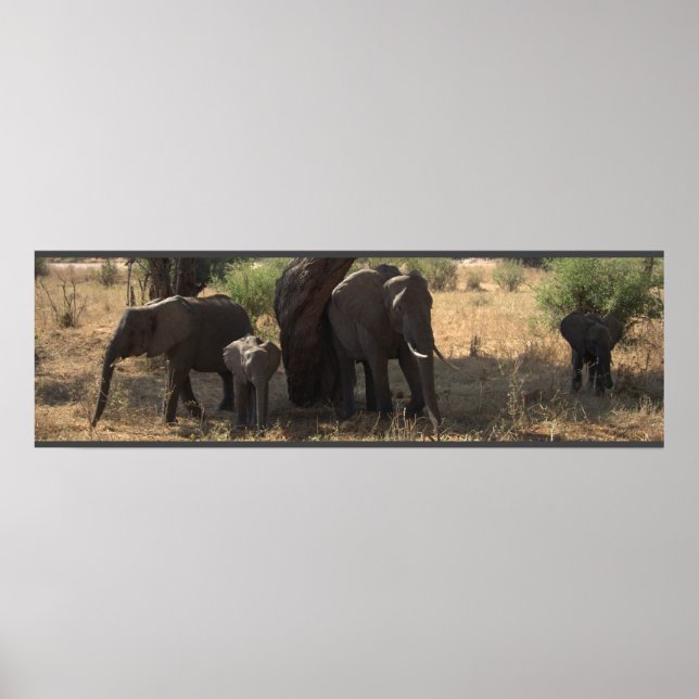 Affiche L'élégance des éléphants (Devant)