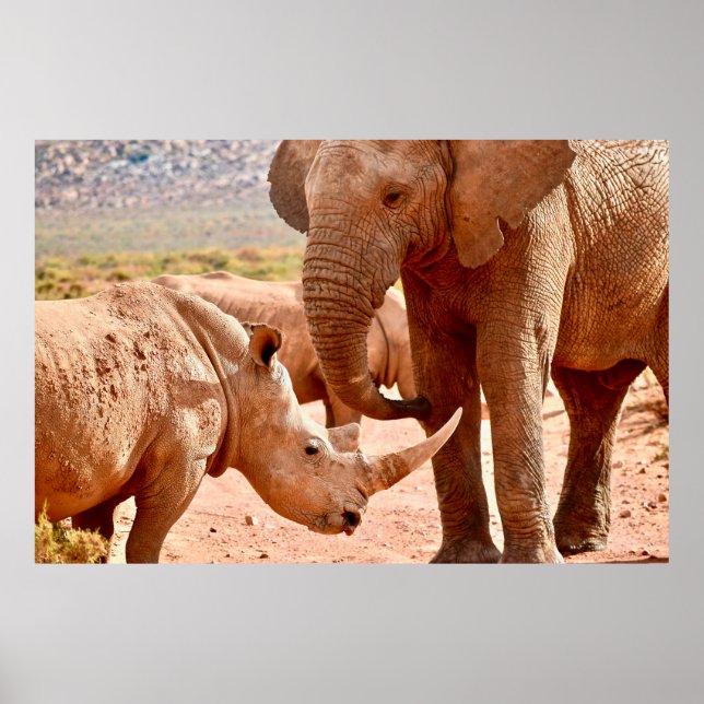 AFFICHE L'ÉLÉPHANT ET LE RHINO NE S'AIMENT PAS LES UNS LES (Devant)