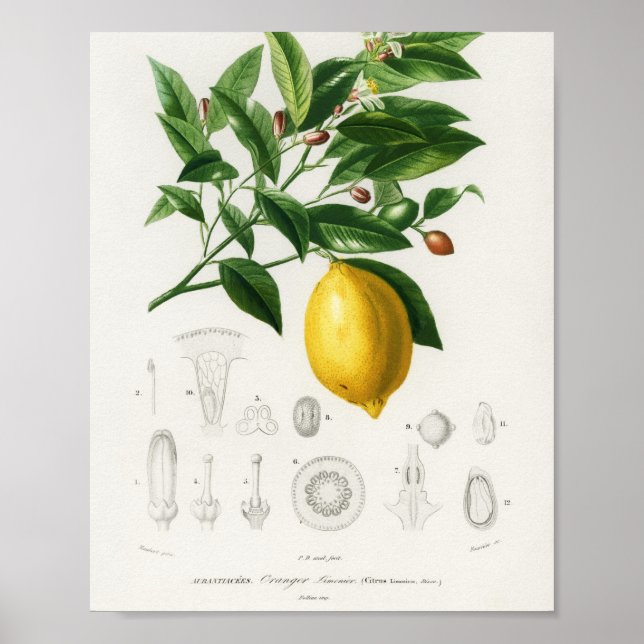 Affiche Lemon Citrus Fruit Botanical Limonium Illustration (Devant)