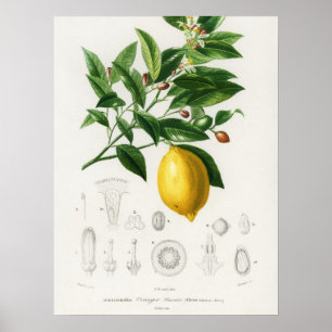 Affiche Lemon Citrus Fruit Botanical Limonium Illustration