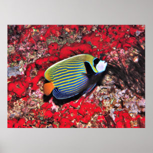 Affiche L'empereur des poissons-anges aux Maldives