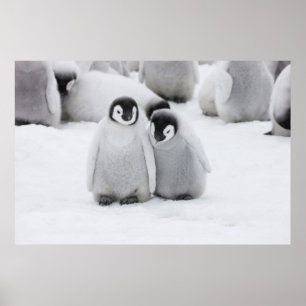 Affiche L'empereur Penguin Chicks sur la glace en Antarcti