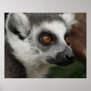 Affiche Lemur