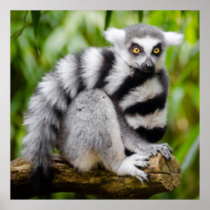 Affiche Lémur en voie de disparition