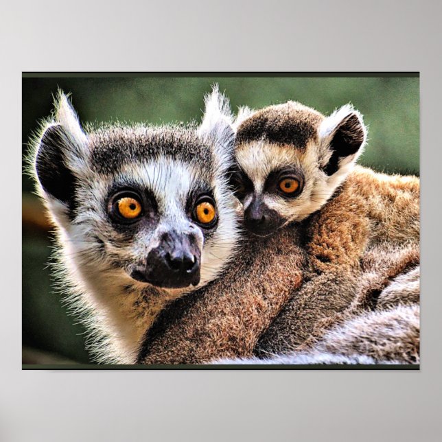 Affiche Lemur et Pup (Devant)