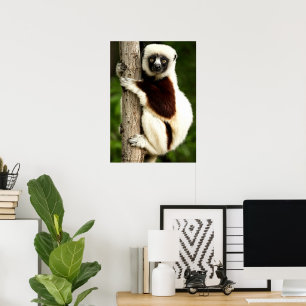 Affiche Lémurien Sifaka dans la forêt de Madagascar