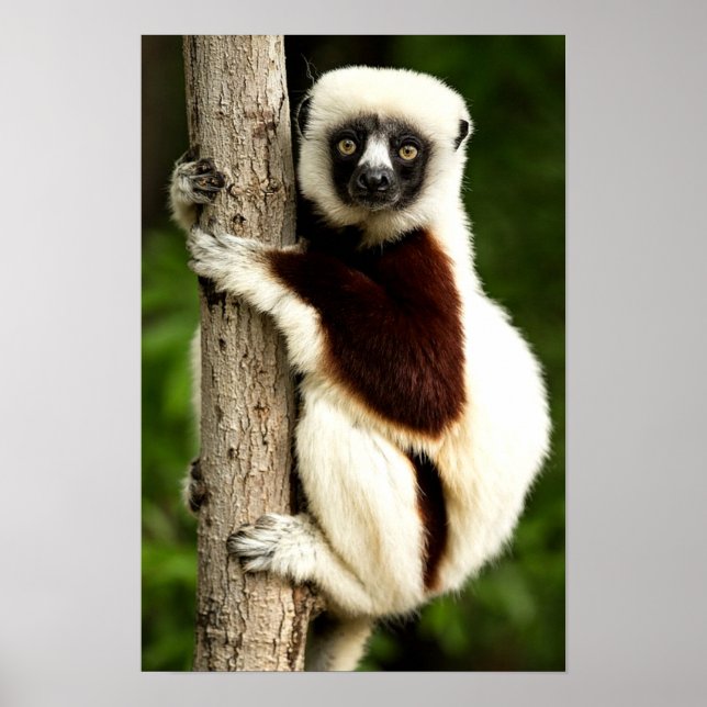 Affiche Lémurien Sifaka dans la forêt de Madagascar (Devant)
