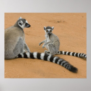Affiche Lémurs à queue annelée, (Lemur catta), Berenty
