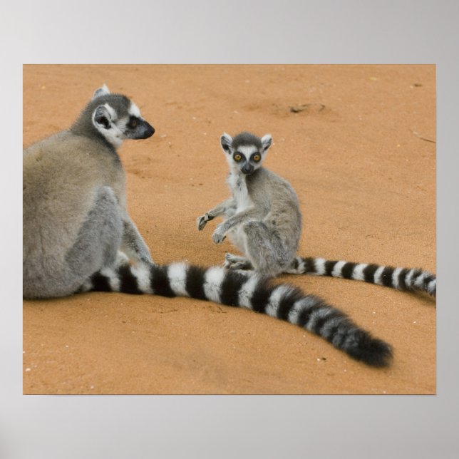 Affiche Lémurs à queue annelée, (Lemur catta), Berenty (Devant)