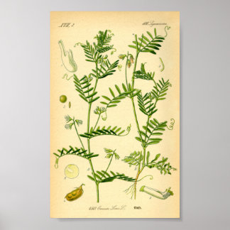 Affiche Lentil (Lens culinaris)