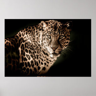 Affiche Leopard