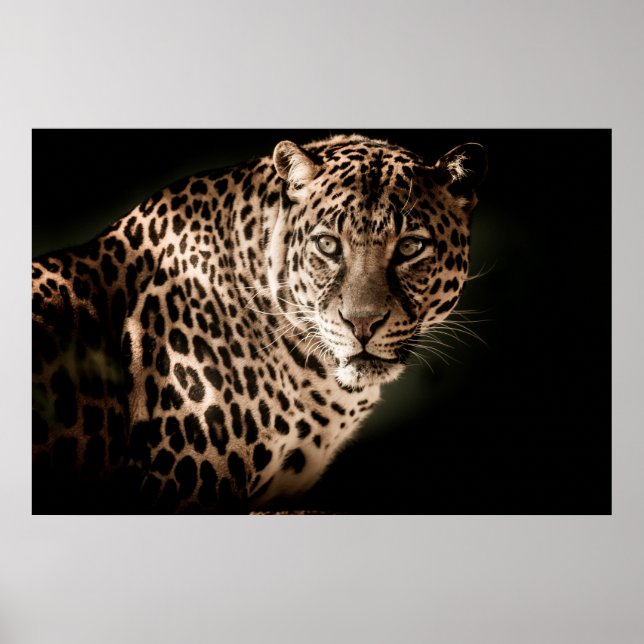 Affiche Leopard (Devant)
