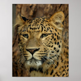 Affiche Leopard