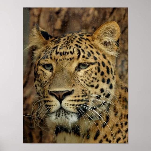 Affiche Leopard (Devant)