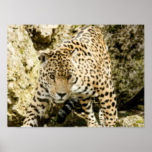 Affiche Leopard