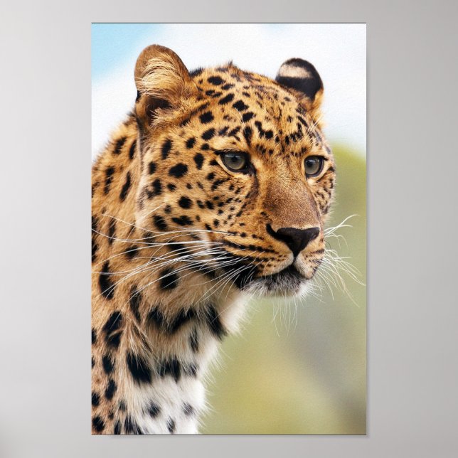 Affiche Leopard (Devant)